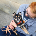Volunteer Opportunities for Animal Welfare in Salt Lake County, Utah: A Guide from an Expert
