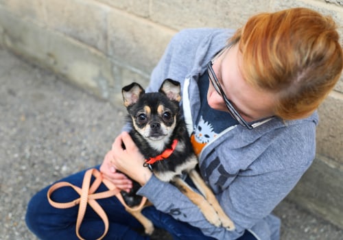 Volunteer Opportunities for Animal Welfare in Salt Lake County, Utah: A Guide from an Expert